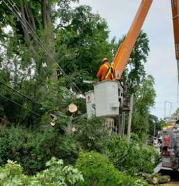 Annual Tree Trimming Maintenance